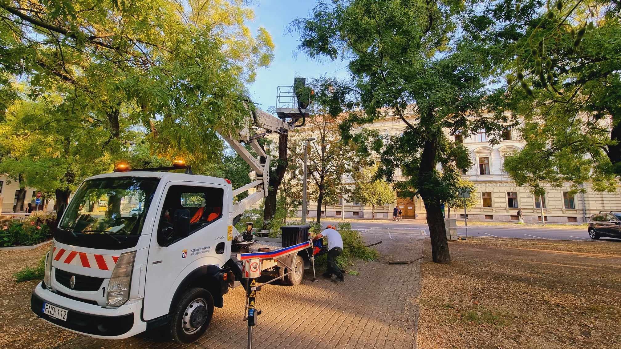 Favizsgálat a Zichy ligetben - így történik minden idős fa átvizsgálása